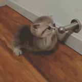 Ya