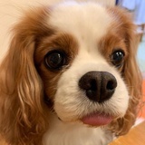 红果