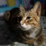 hanbaocat