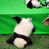 君子无邪