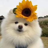 AaaaB