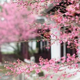 回首