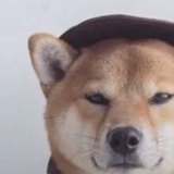 超级狗头
