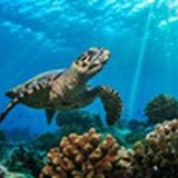 Xurtle
