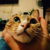 鸵鸟