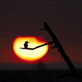 红星闪闪