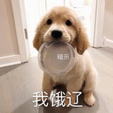 你是一只鲸鱼吗