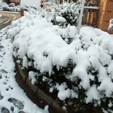 初雪薇阳