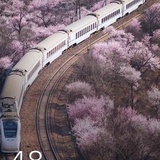 苜苜西西