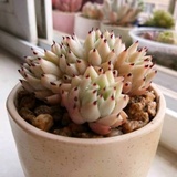 枫月无霜