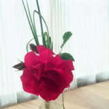 花花小妇女