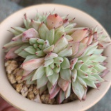 贝贝尔