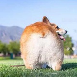 柯基呀