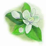 洛小溪