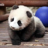 碧哒 | zoé