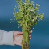 小梨