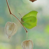 烟笼百褶