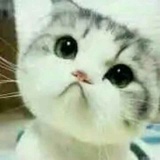 橙子