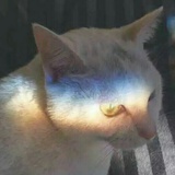 青眼