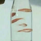 dls有志女青年