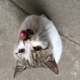 楠赣馒头