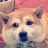 白牛子
