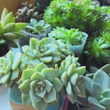 feng ฅ՞•ﻌ•՞ฅ~