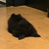 Kikii