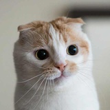 牙