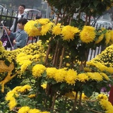 林红