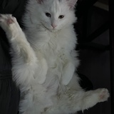 Suelosie