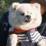卷毛毛