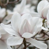 秋小湫