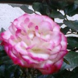 花儿花儿-QGF