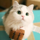 大萌萌