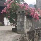 花语阿布