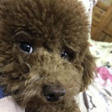 洋