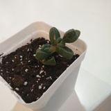 经年似梦