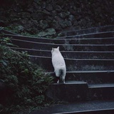 灰以