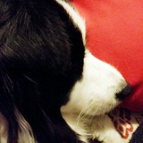 Jessie