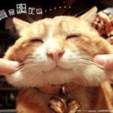 咸鱼野猫