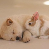 犬犬