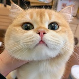 洛六_