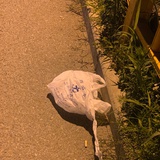 臭鸡蛋