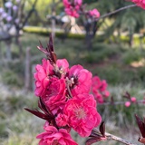 小蝈蝈