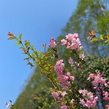 花开花落