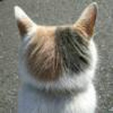 冰冻小山猫