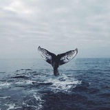 飞过海