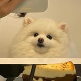 鱼一支