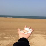 dy小白